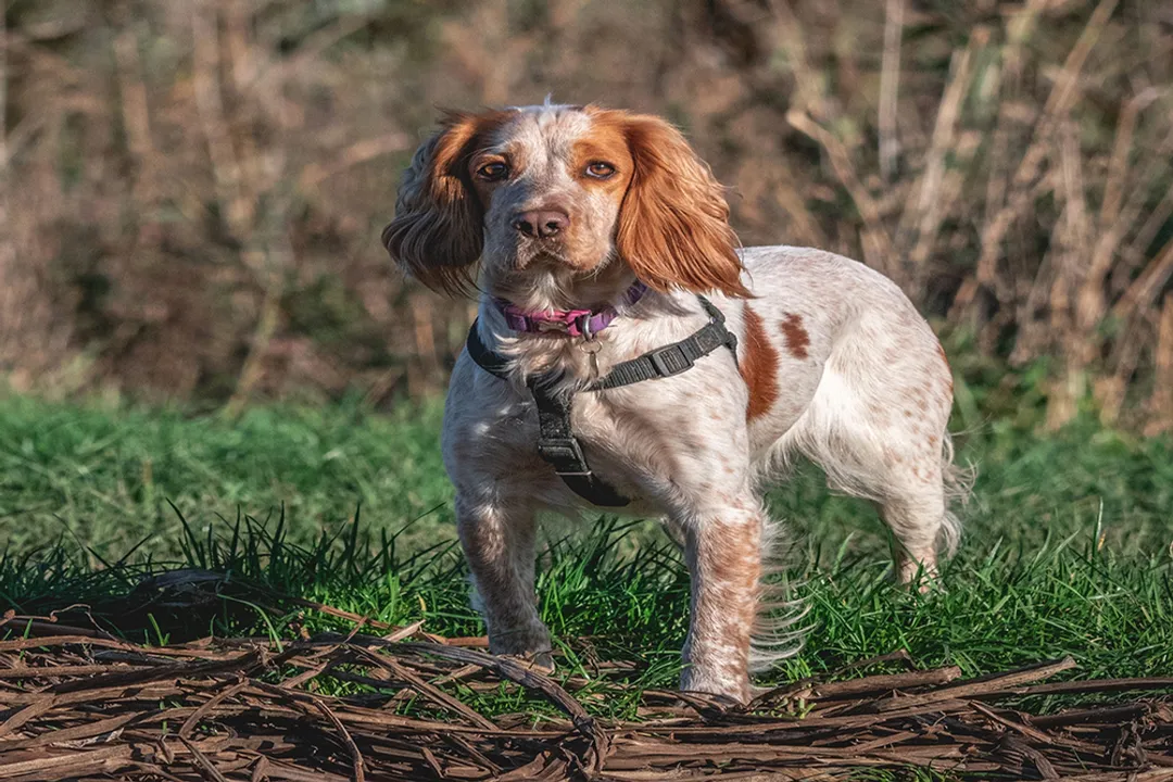 What is the best diet for a Brittany Spaniel?, Food Components