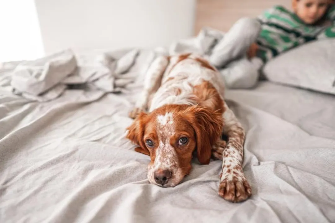 What is the estimated daily caloric intake for a Brittany with moderate activity?