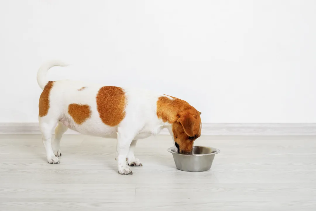 What is the best diet for a dog?