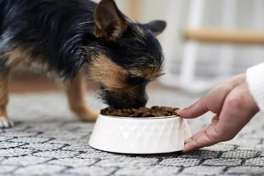 What is the best diet for a dog?, Food Types