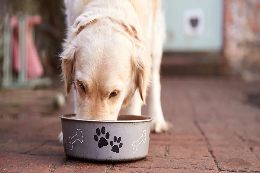 What is the best diet for a dog?, Life Stage Needs