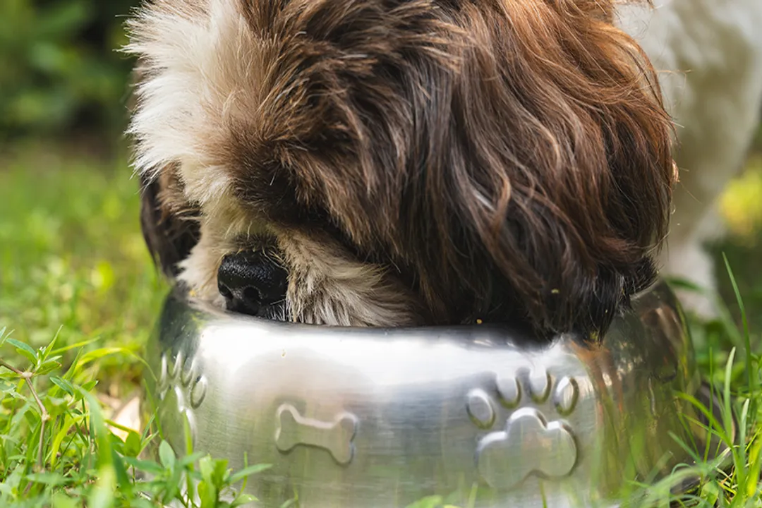 What is the best diet for a dog?, Quality Indicators