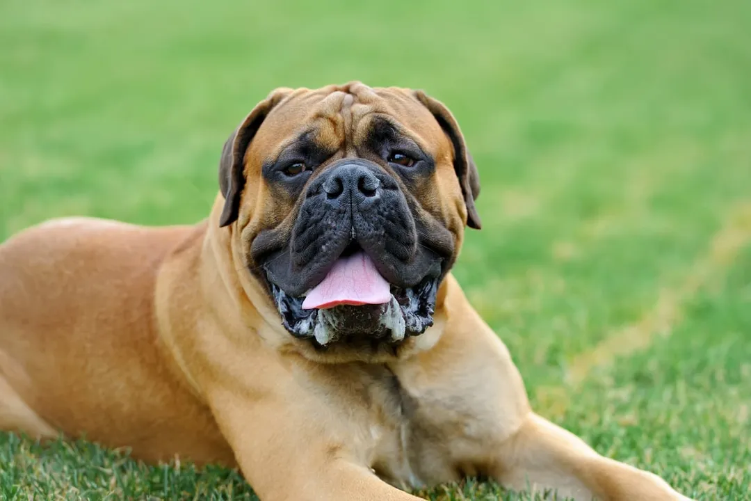 What is the best diet for a Mastiff?, Breed Needs