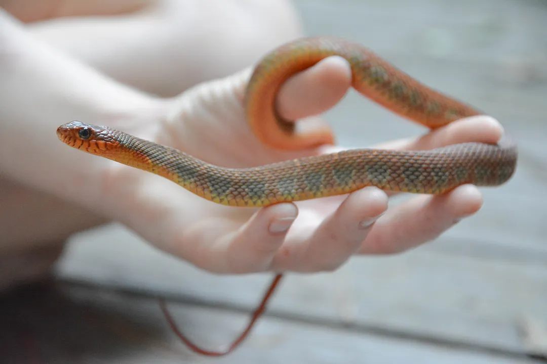 What is the best diet for a snake?, Feeding Rhythms