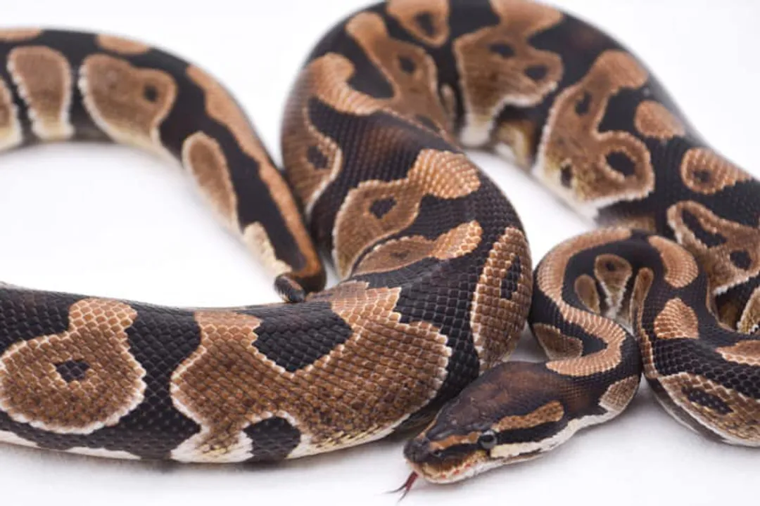 What is the best diet for a snake?, Captive Staples