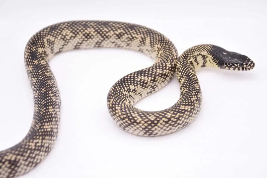 What is the best diet for a snake?