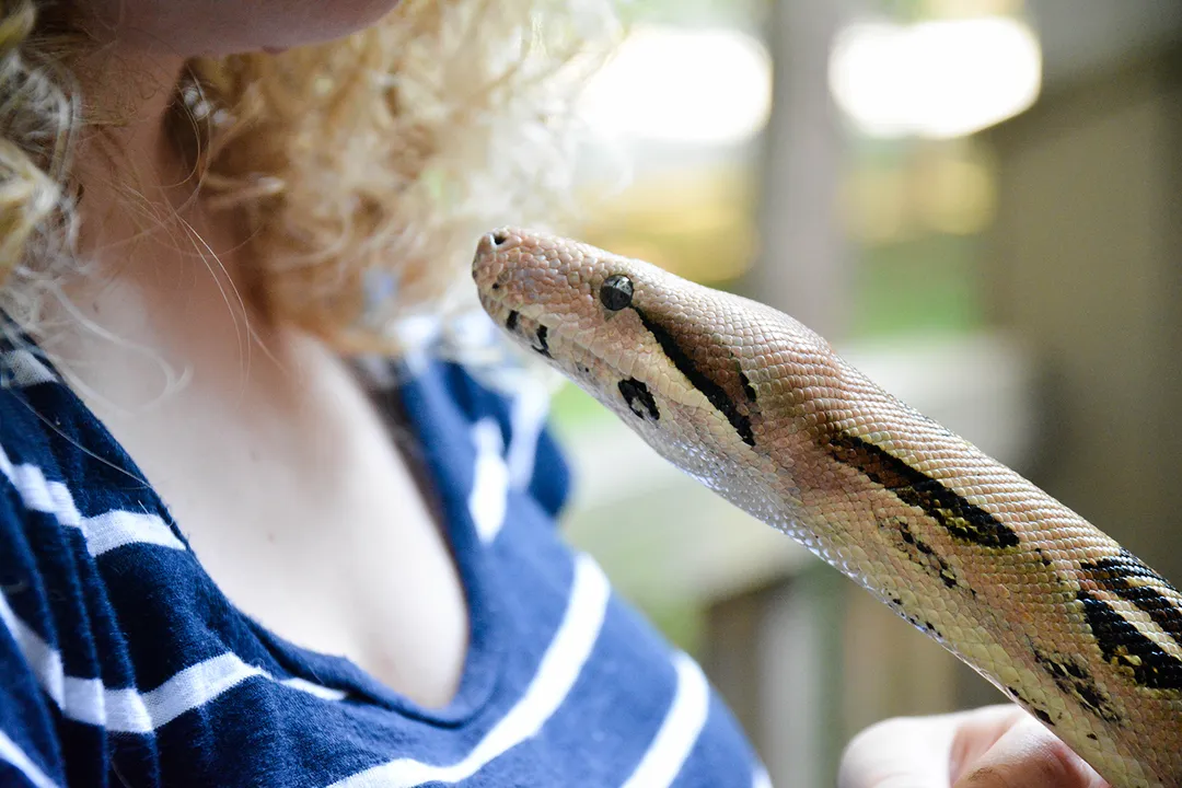 What is the best diet for a snake?, Presentation and Environment