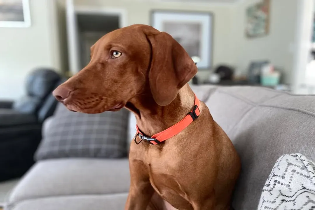 What is the best diet for a Vizsla?