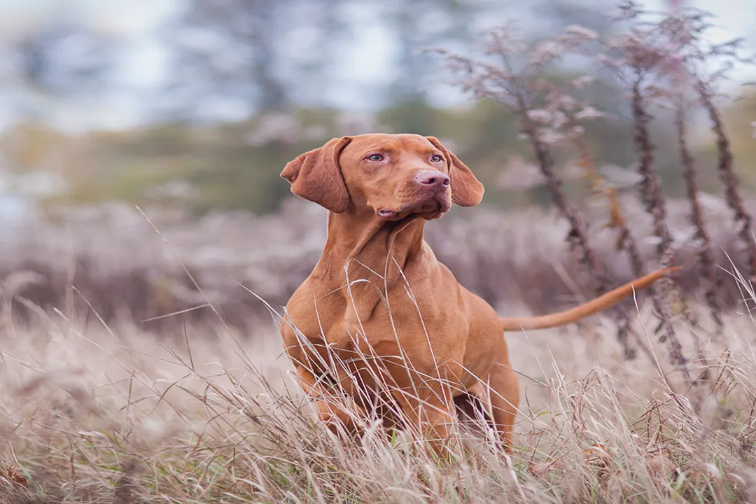 What is the best diet for a Vizsla?, Commercial Kibble