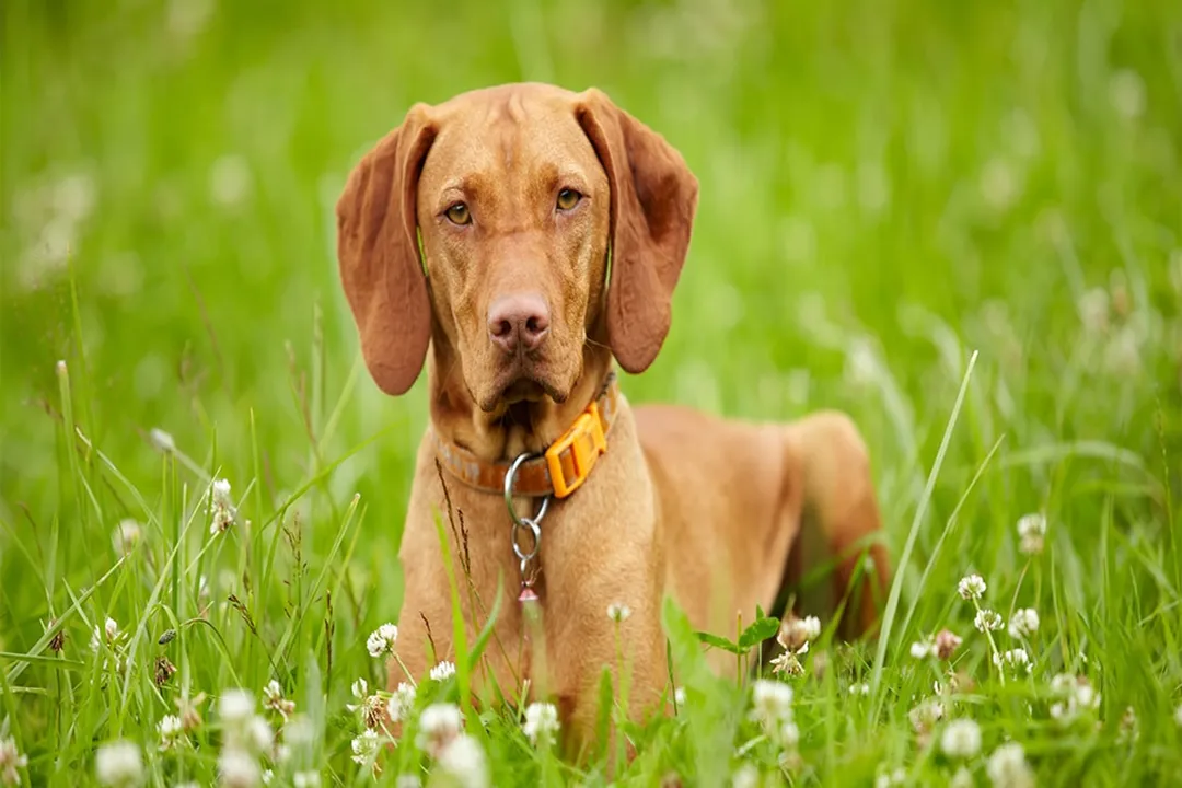 What is the best diet for a Vizsla?, Life Stage Shifts