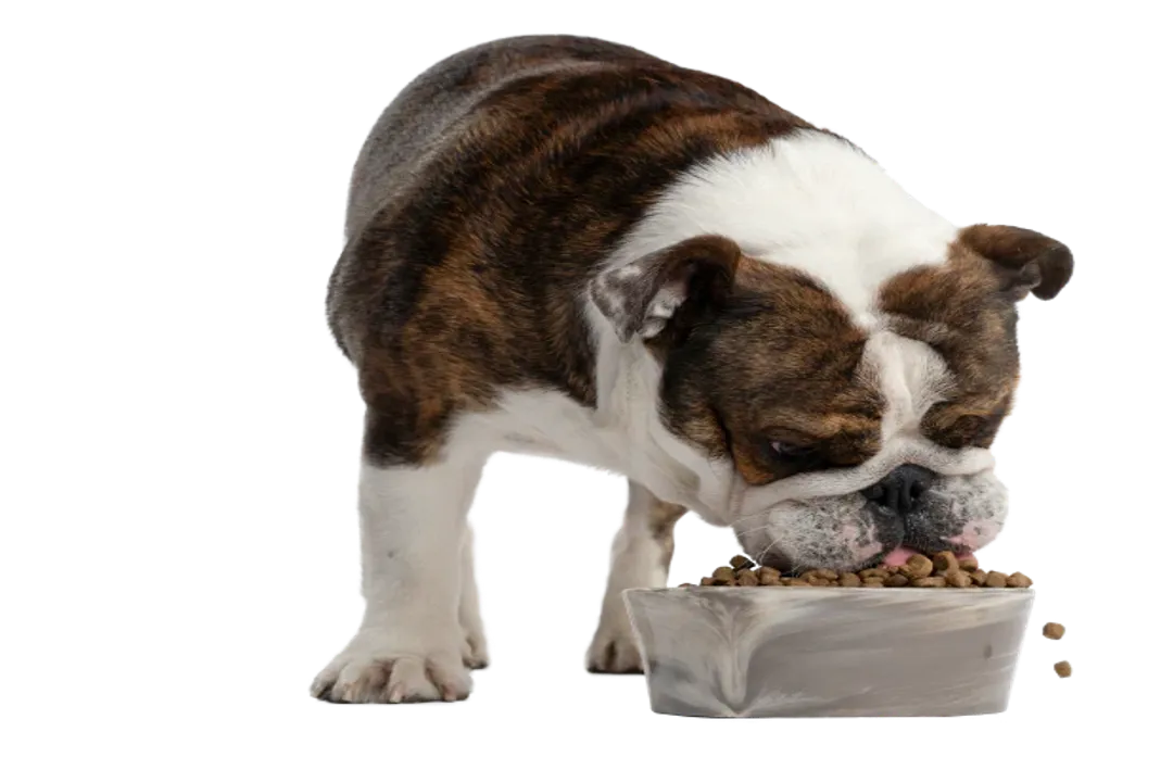 What is the best diet for an American Bulldog?, Commercial Options