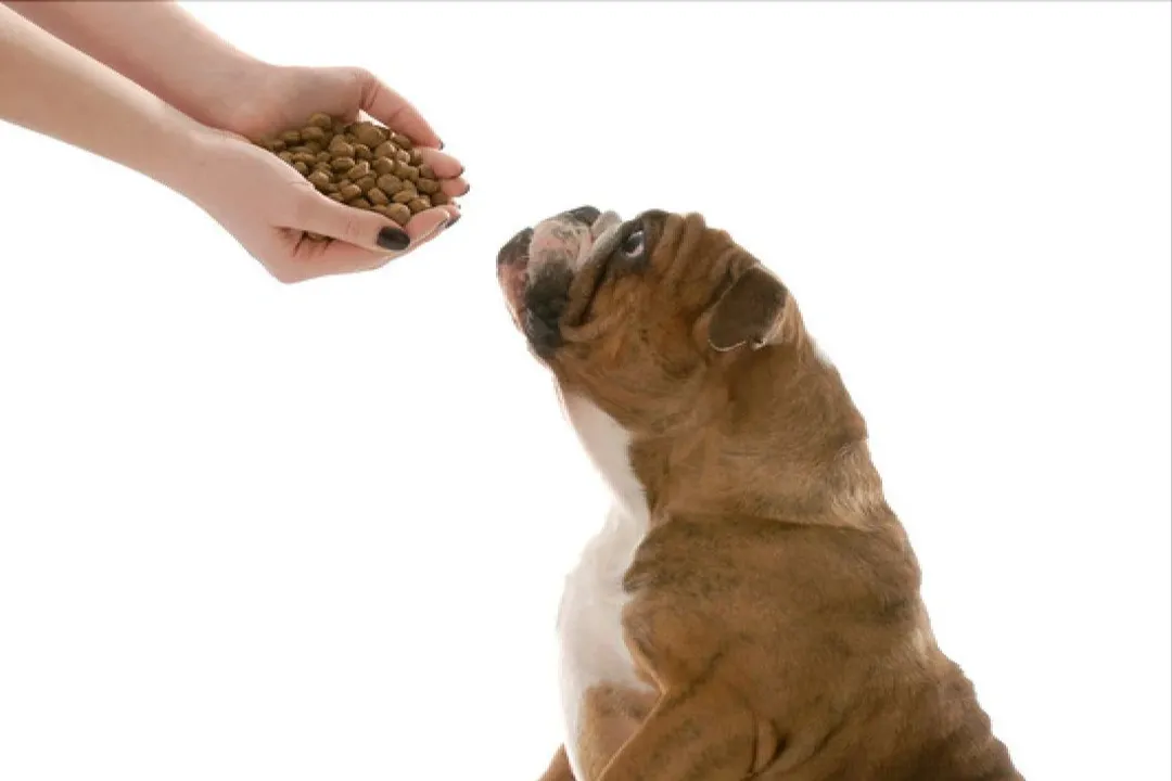 What is the best diet for an American Bulldog?, Weight Control Focus