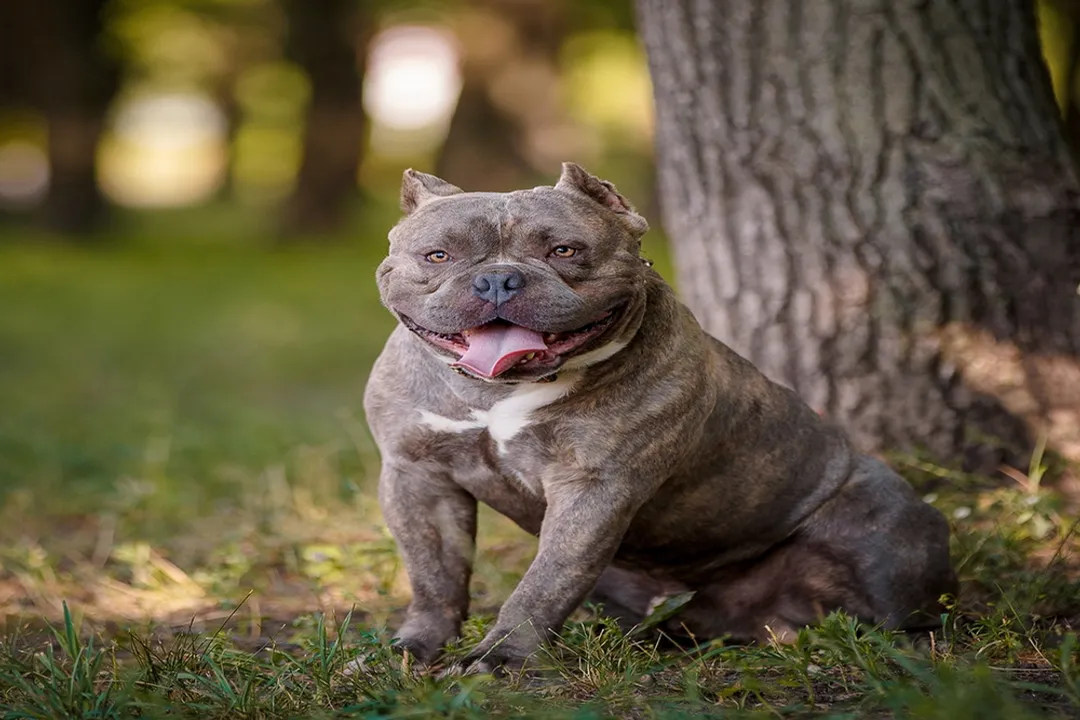 What is the best diet for an American Bulldog?