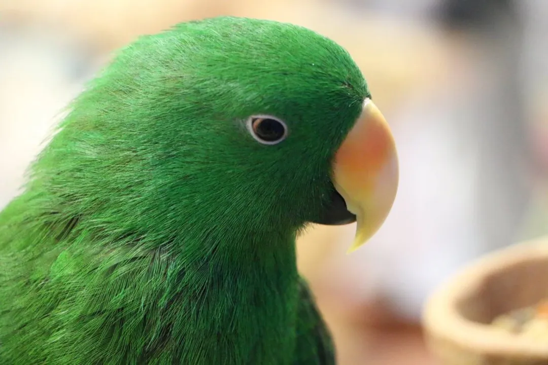 What is the best diet for an Eclectus parrot?