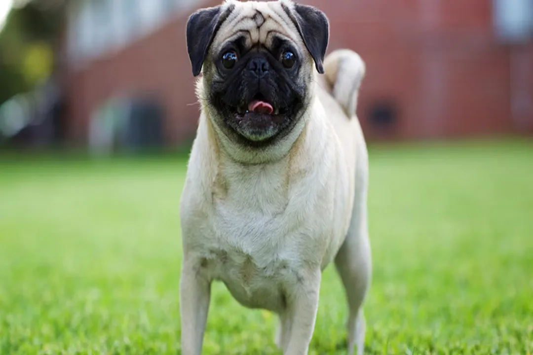 What is the best diet for pugs?, Weight Control