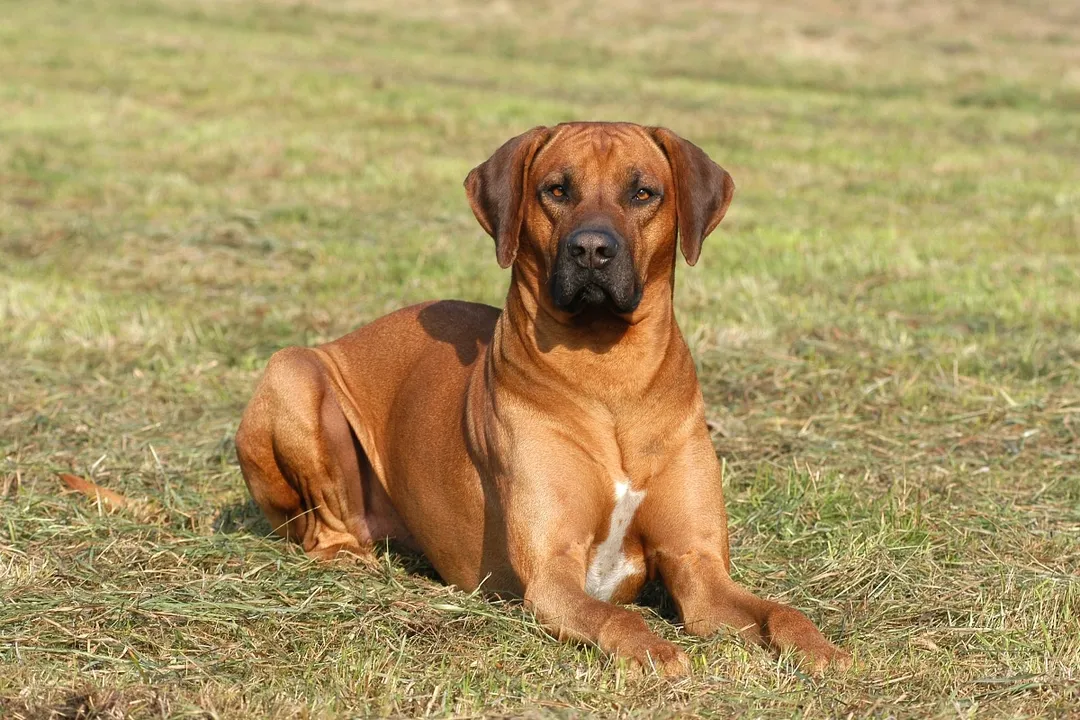 What is the best diet for Ridgebacks?, Nutrient Focus
