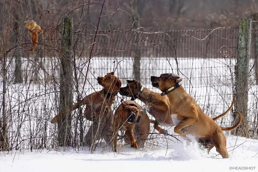 What is the best diet for Ridgebacks?, Food Types