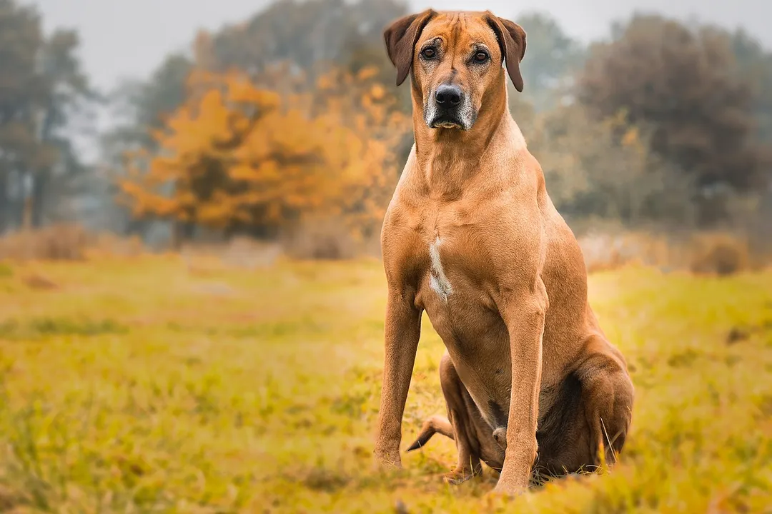 What is the best diet for Ridgebacks?, Breed Needs