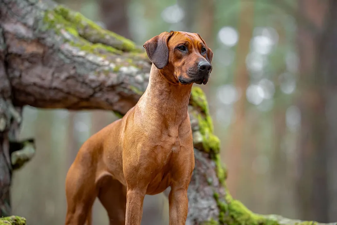 What is the best diet for Ridgebacks?