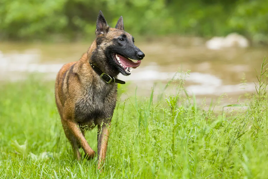 What is the best food for Belgian Malinois?, Kibble Selection