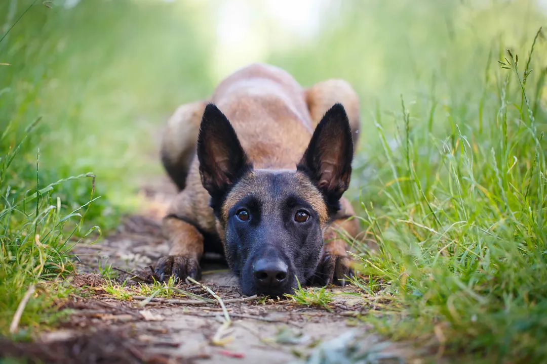 What is the best food for Belgian Malinois?