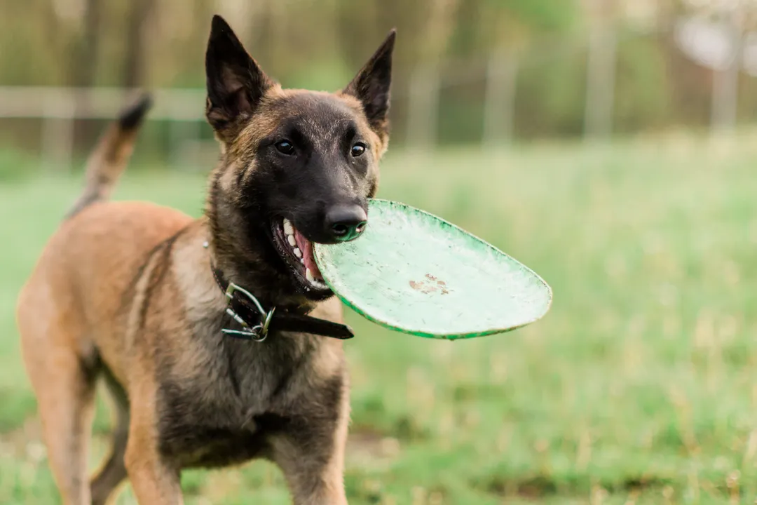 What is the best food for Belgian Malinois?, Raw Feeding