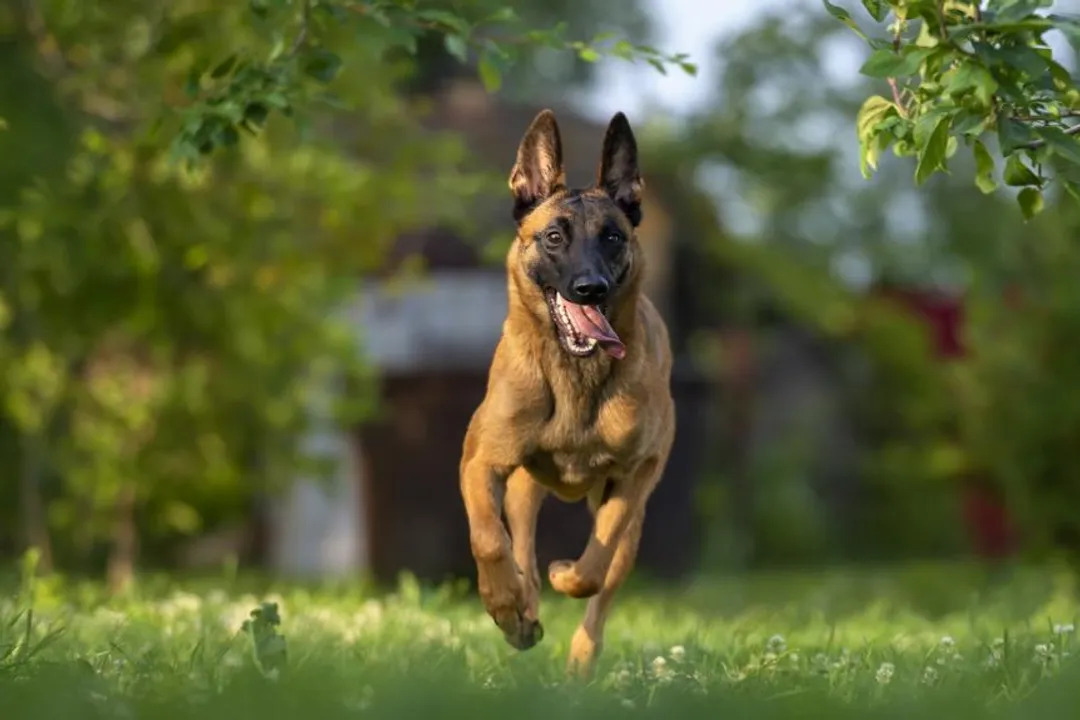 What is the best food for Belgian Malinois?, Energy Demands