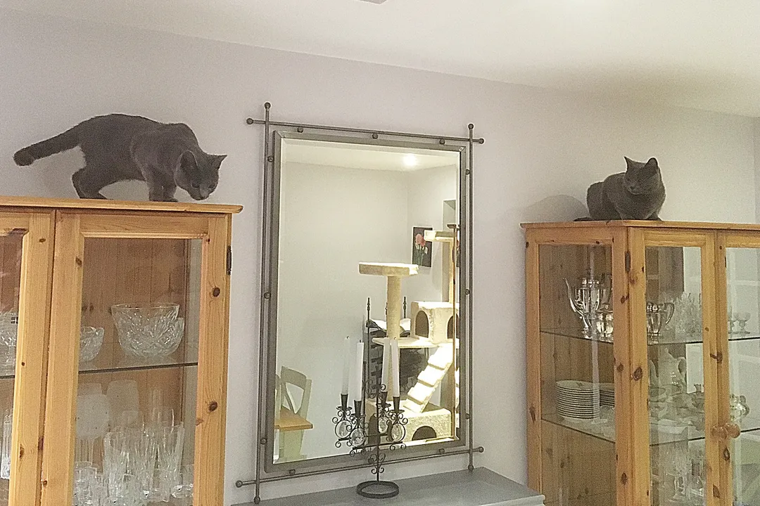 What is the best food for Chartreux cats?, Protein Balance