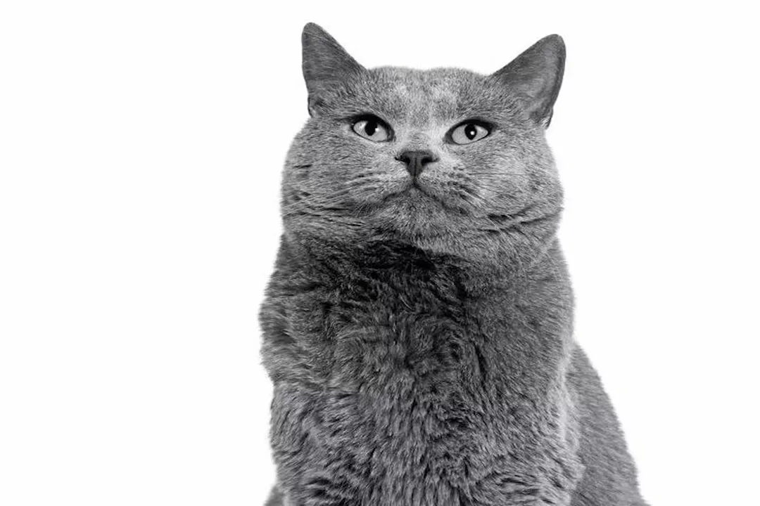 What is the best food for Chartreux cats?, Gut Health