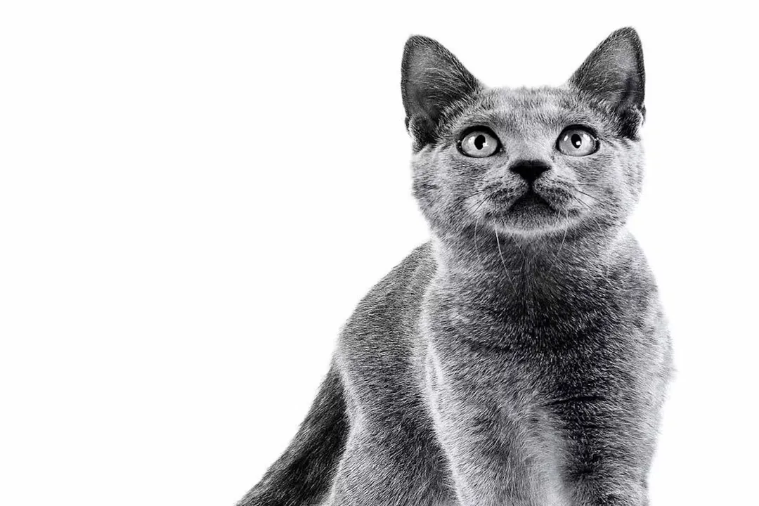 What is the best food for Chartreux cats?, Age Needs