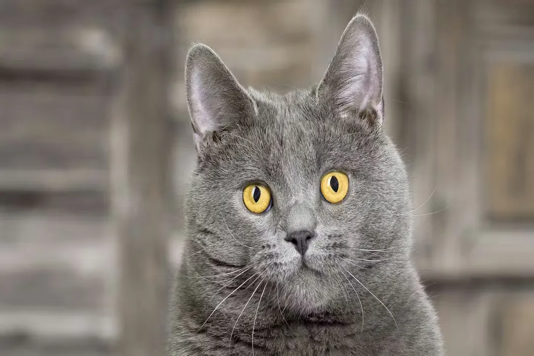 What is the best food for Chartreux cats?, Coat Needs