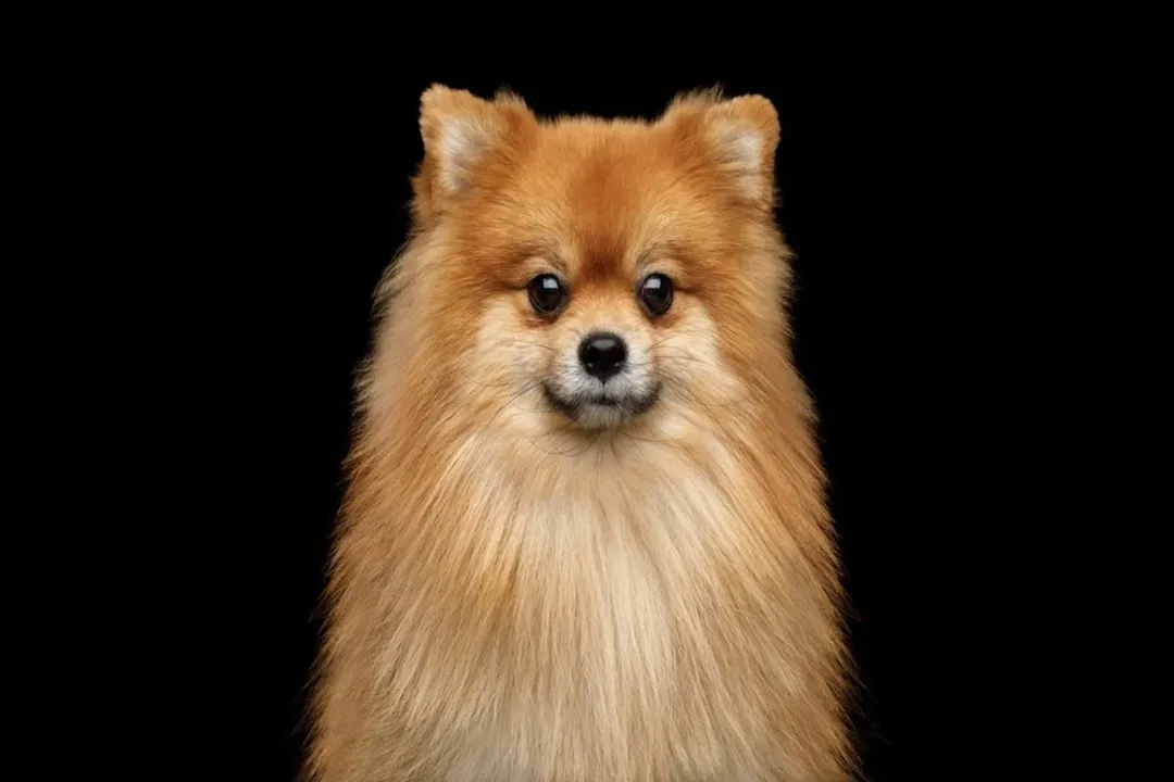 What is the best food for Spitz dogs?, Dietary Basics