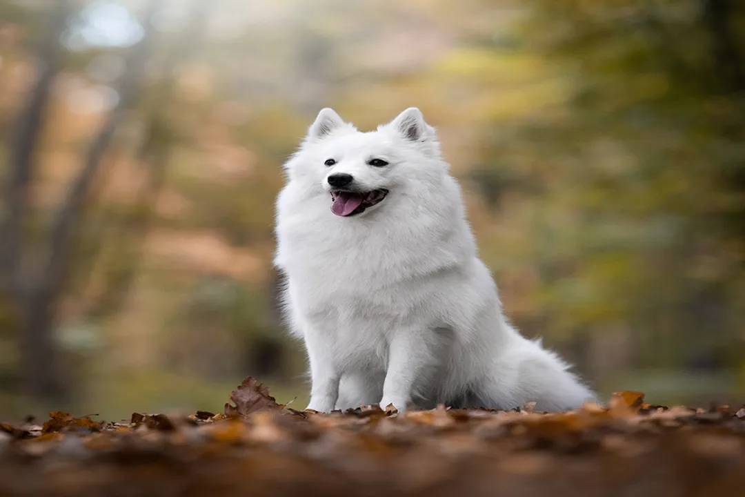 What is the best food for Spitz dogs?, Feeding Styles