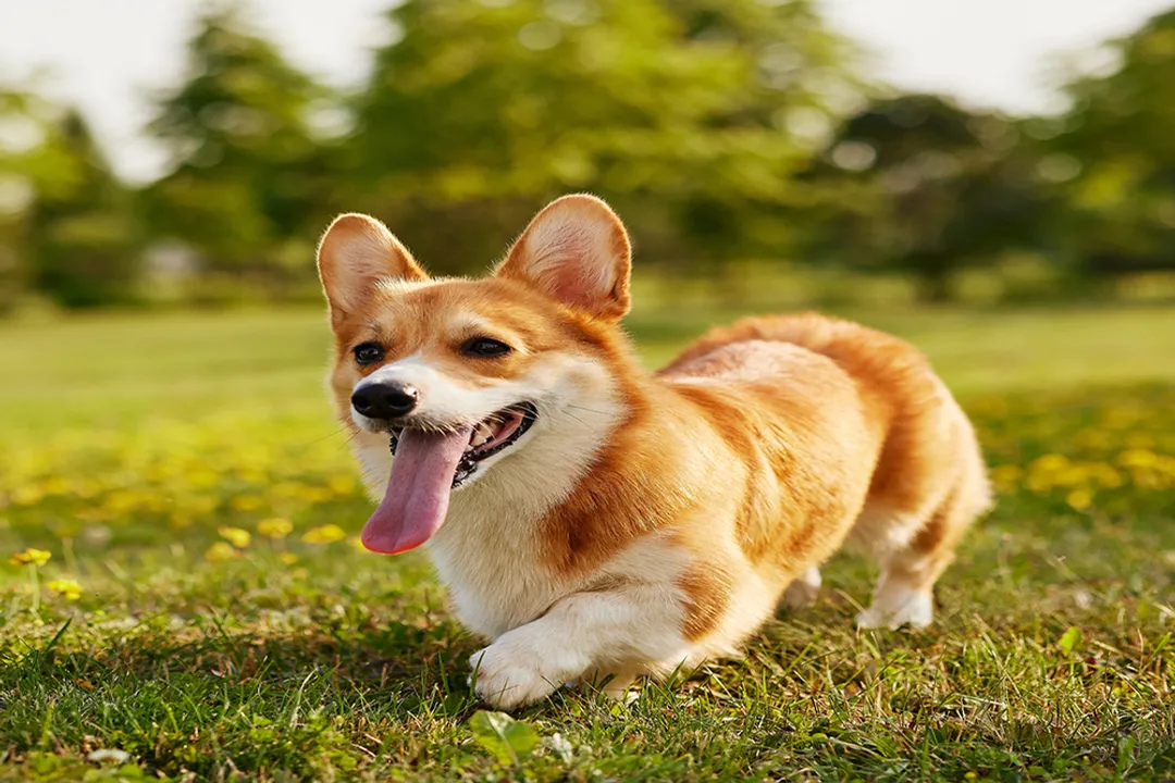 What is the best food to feed a pembroke Welsh corgi?, Commercial Food Considerations