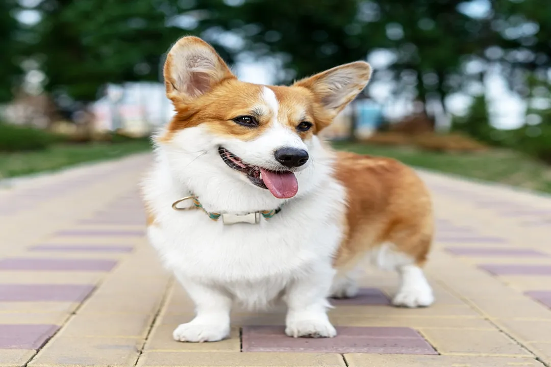 What is the best food to feed a pembroke Welsh corgi?, Puppy Feeding Stages