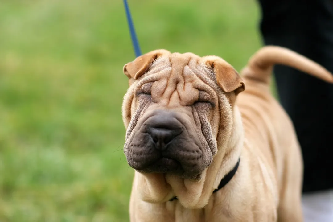What is the best food to feed a Shar Pei?