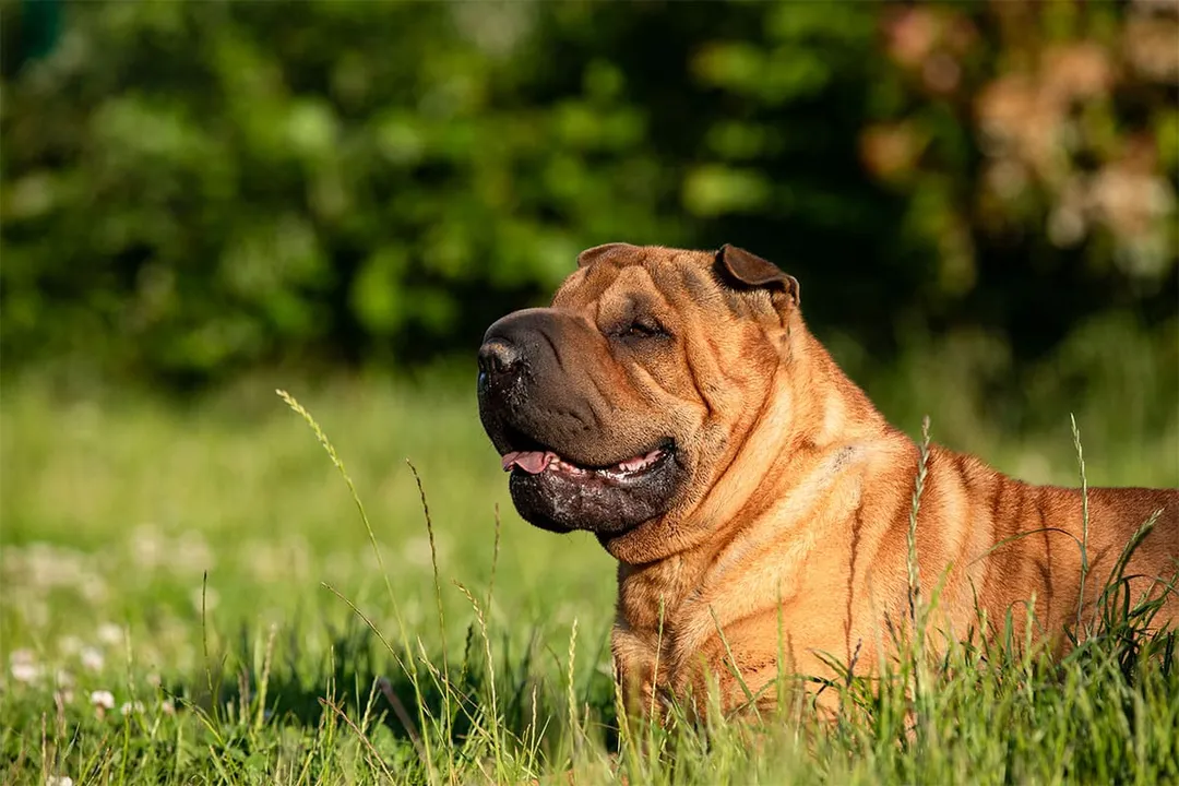 What is the best food to feed a Shar Pei?, Age Phases
