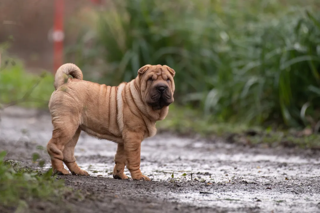 What is the best food to feed a Shar Pei?, Diet Choices