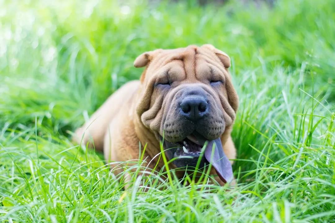 What is the best food to feed a Shar Pei?, Core Nutrients