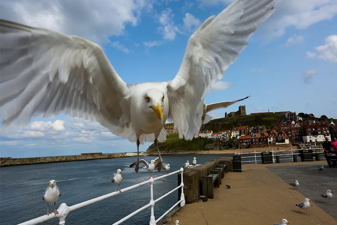 What is the best food to feed seagulls?, Scraps and Peanuts