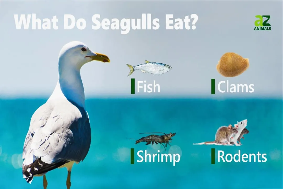 What is the best food to feed seagulls?, The Bread Issue