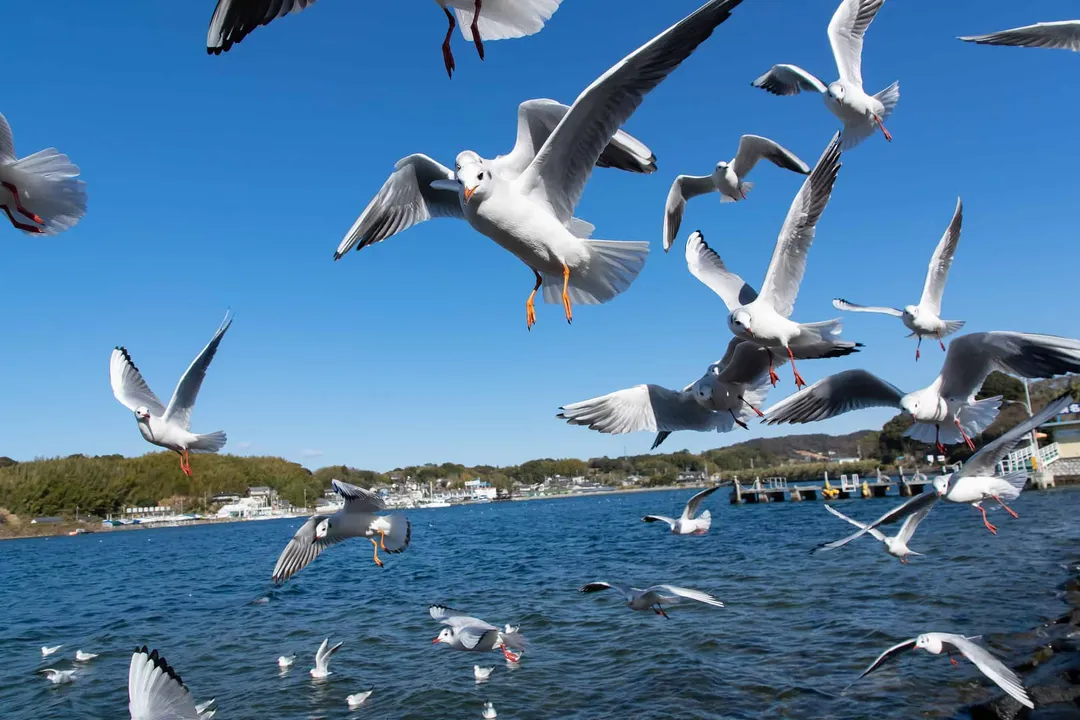 What is the best food to feed seagulls?