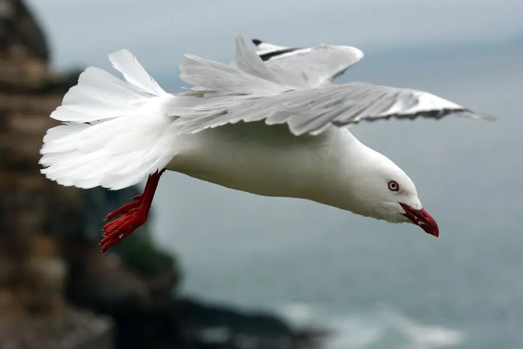 What is the best food to feed seagulls?, Natural Diet