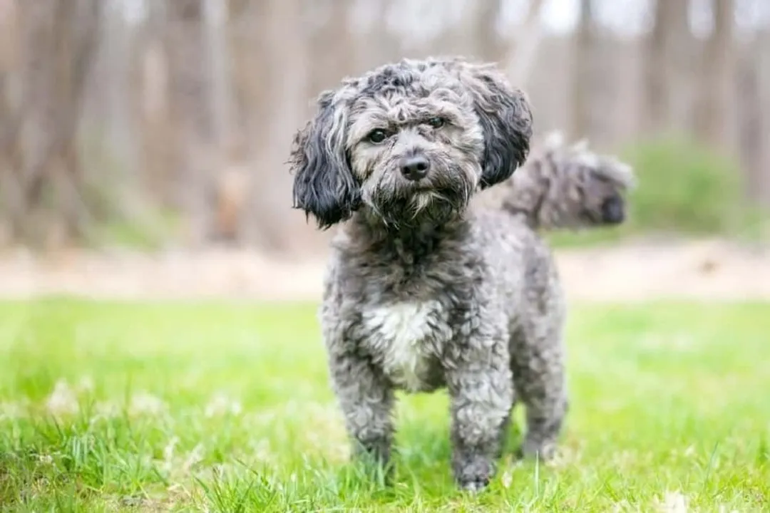 What is the best mix breed for Shih Tzu?, Companion Crosses Analysis