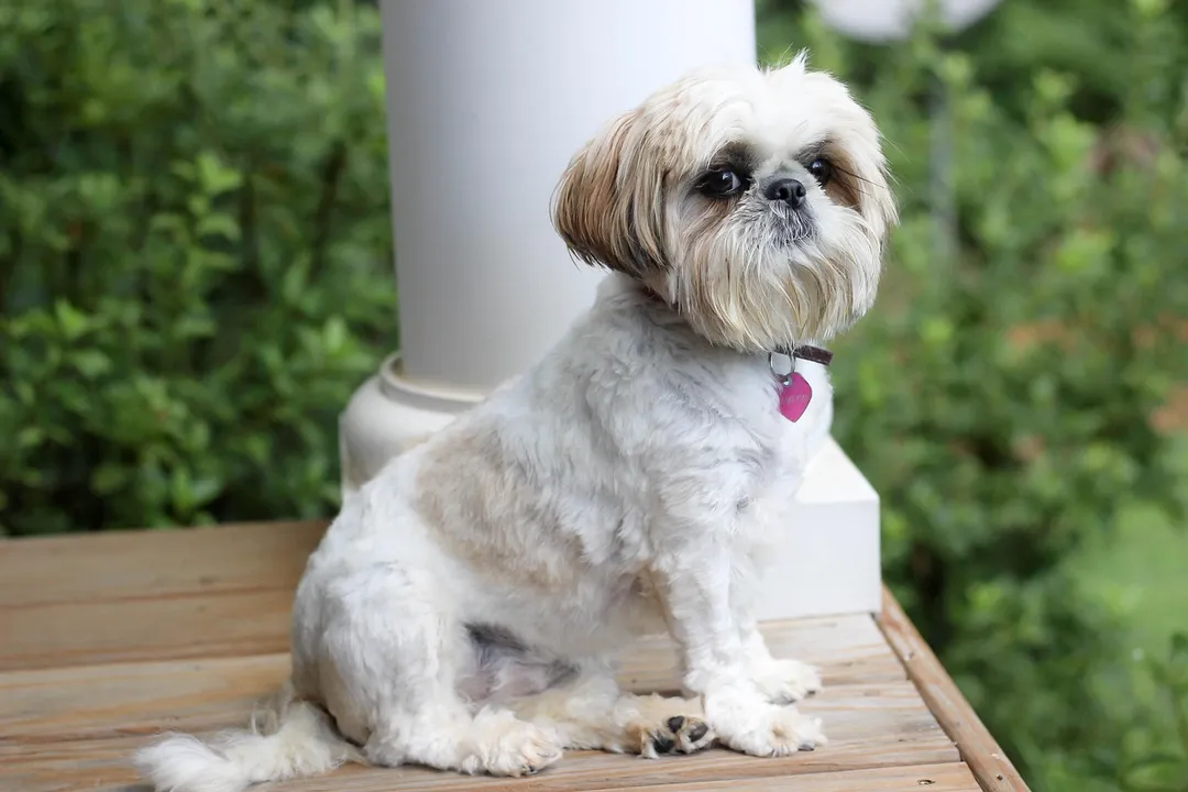 What is the best mix breed for Shih Tzu?, Shorkie Specifics