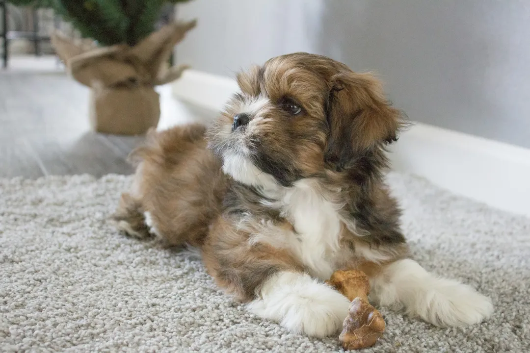 What is the best mix breed for Shih Tzu?