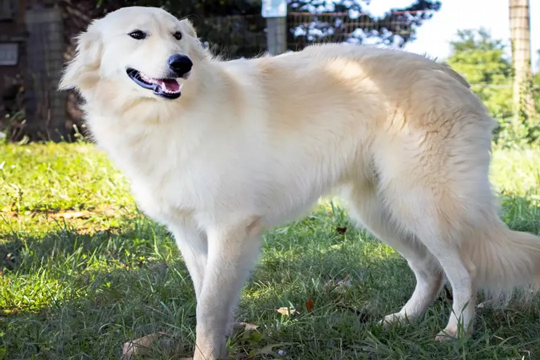 What is the best mix for a Golden Retriever?, Energy Demands