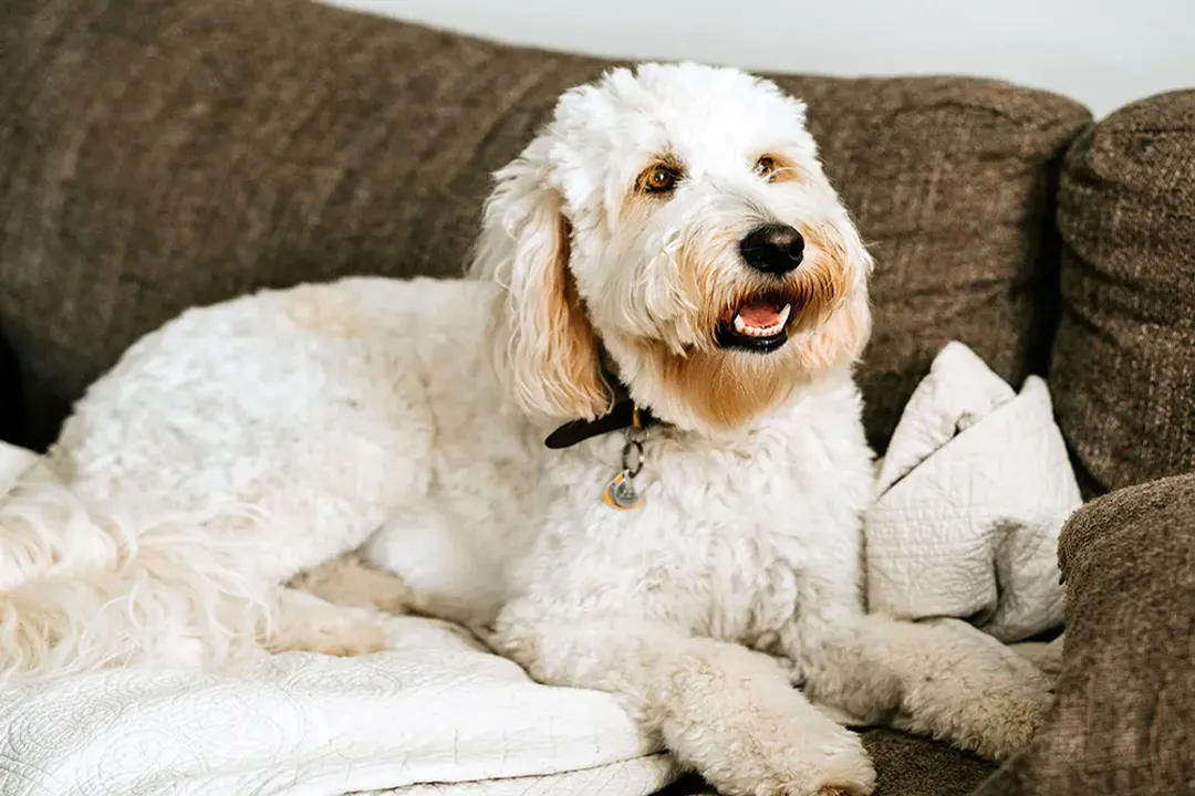What is often unpredictable about a Goldendoodle's coat?