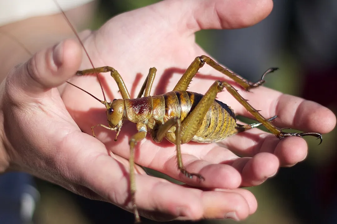 What is the biggest wētā ever found?