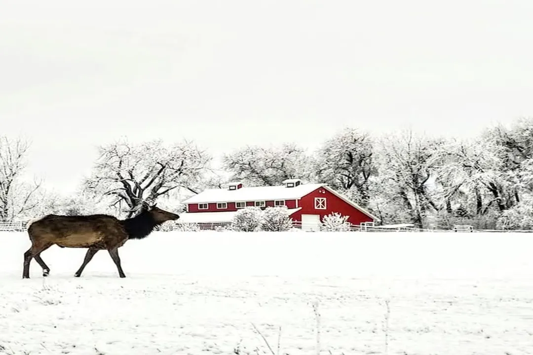 What is the bright light in the sky looking west?, Planetary Brightness